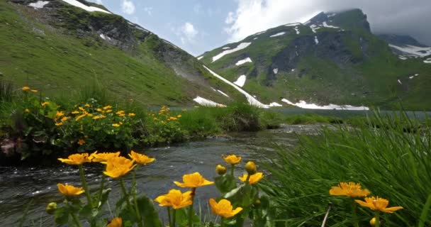 Lake Verney Little Bernard Pass Italien — Stockvideo