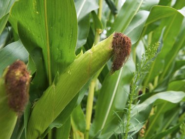 Mısır tarlasında mısır koçanı üzerindeki mısırın yakın plan görüntüsü koruyucu yeşil frenler ve kurumuş mısır sakallarıyla kaplı. Bitkinin üzerine ayrı ayrı yağmur damlaları.