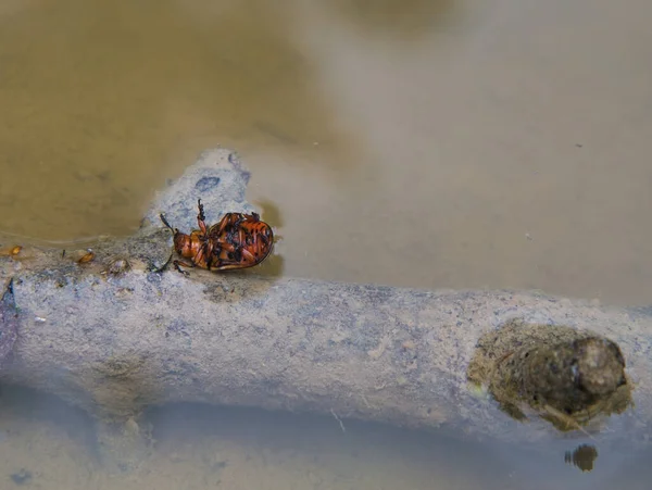 Ein Kartoffelkäfer Aus Colorado Liegt Auf Dem Rücken Auf Einem — Stockfoto