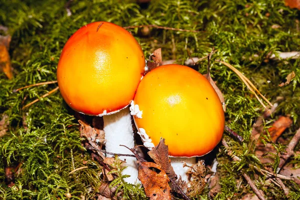 在秋天的森林里 粉红色的蘑菇是一种简单的桃金娘 Amanita Muscaria — 图库照片