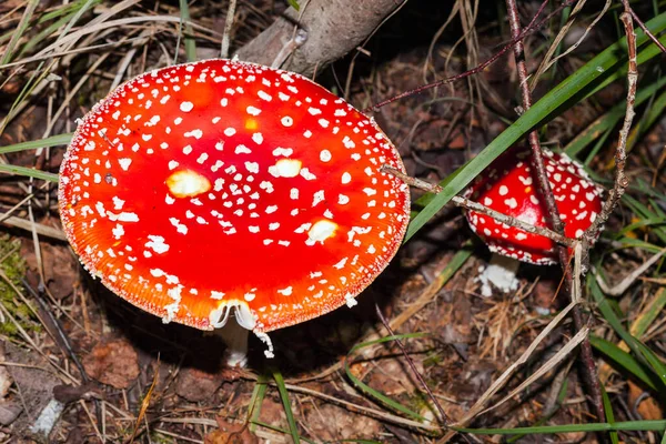 秋天的红色蘑菇在森林里飞舞 Amanita Muscaria顶视图 — 图库照片