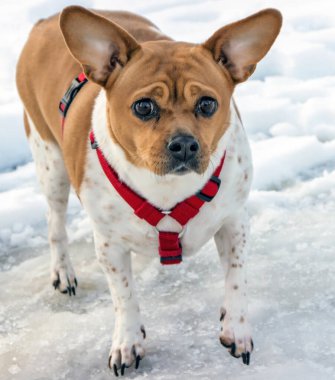 Kışın, beyaz köpekli kahverengi bir köpek uzun ayak tırnaklı diş telleriyle ayakta durur.