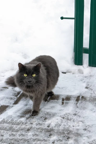 Winter January Black Cat Yellow Eyes Goes Walk — Stock Photo, Image