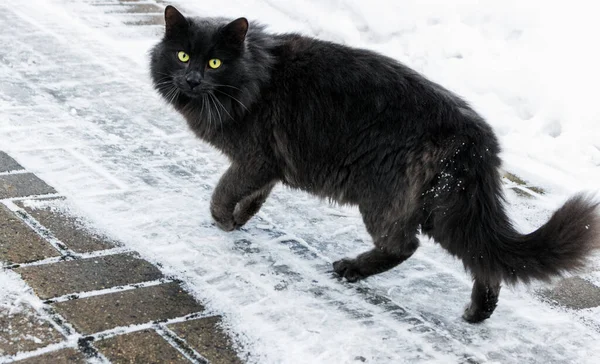 Monat Januar Winter Läuft Eine Schwarze Katze Mit Gelben Augen — Stockfoto