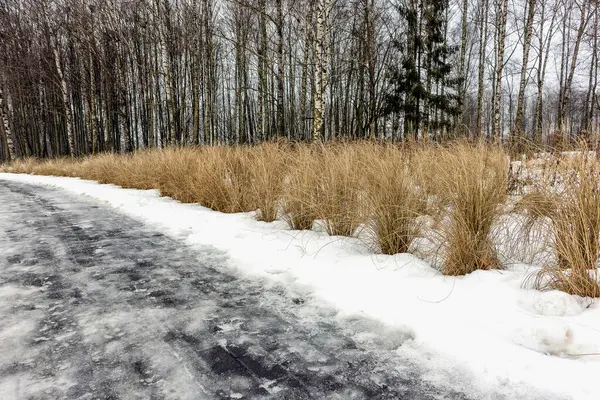 Des Touffes Herbe Courbée Dans Parc Hiver Près Sentier — Photo