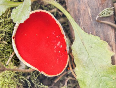 İlkbaharda, Sarcoscypha austriaca yukarıdan yenebilir bir mantar görüntüsüdür.