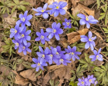 İlkbaharda mor çiçekler ormandaki ağaçların yaprakları arasında, yukarıdan görülür.