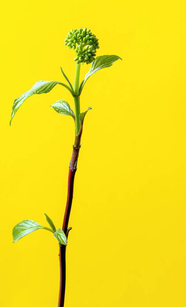 Spring Cornus alba twig with leaves and buds on a yellow background, vertical view