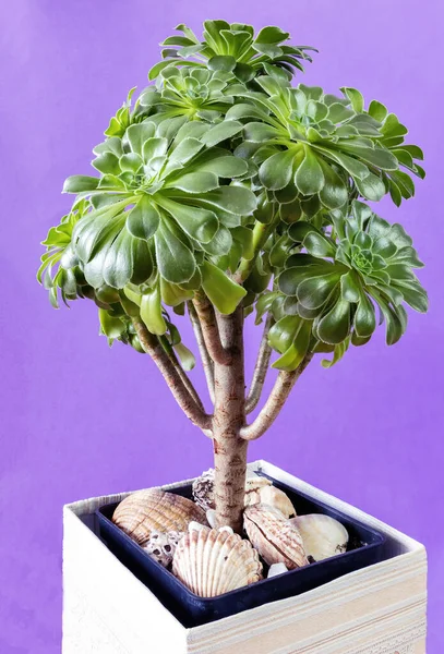 Crassula ovata or jade plant in a pot on a purple background, vertical view