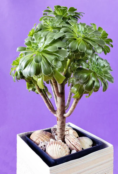 Crassula ovata ya da yeşim bitkisi mor arka planda, dikey görünümlü bir saksıda