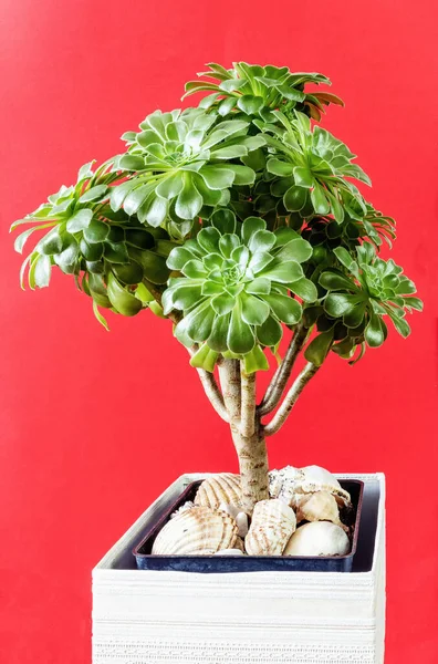 Crassula ovata or jade plant in a pot on a red background, vertical view