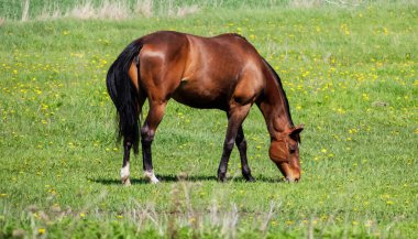 Sportif bir kısrak baharda ot yer.
