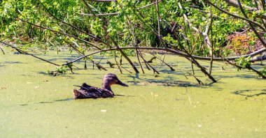 Kahverengi yaban ördeği çalılıklardaki yeşil yosunların arasında su yüzeyinde yüzer.