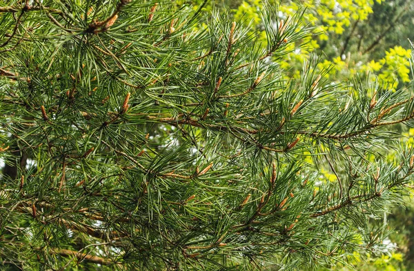 Lots Pine Buds Branches Spring Close View — Stock Photo, Image