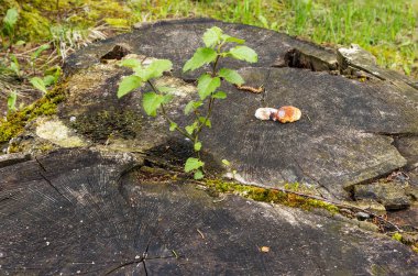 Yeni bitki baharda eski ağaç kütükleri arasında yetişir.