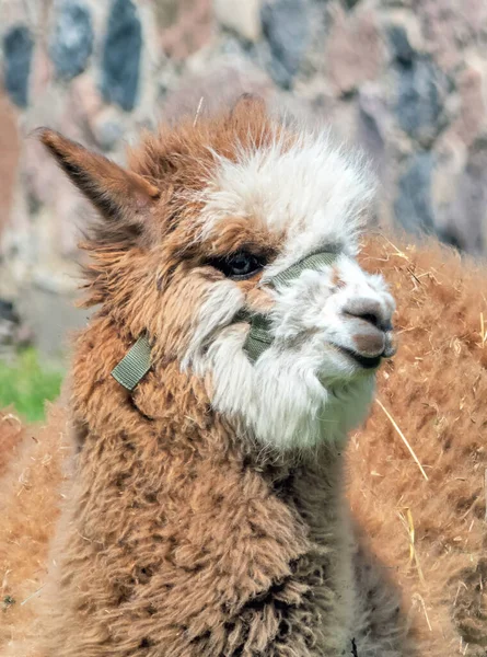 Retrato Macho Alpaca Marrón Con Fondo Borroso Aire Libre — Foto de Stock