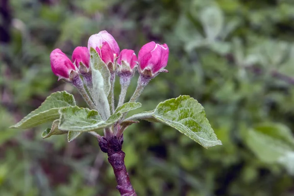 Apfelblüten Mit Knospen Frühling Auf Verschwommenem Hintergrund Nahaufnahme — Stockfoto