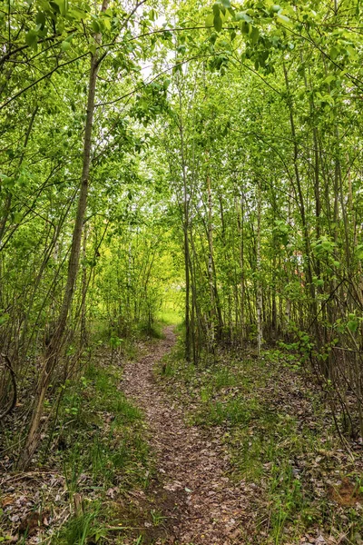 Bospad Met Oude Verwelkte Bladeren Het Vroege Voorjaar — Stockfoto