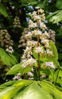 Bahar çiçekli kestane çiçekleri gün ışığında, yaprakların arka planına karşı