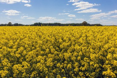İlkbaharda çiçek açan tecavüz sahasında gökyüzü ve arka planda bulutlar
