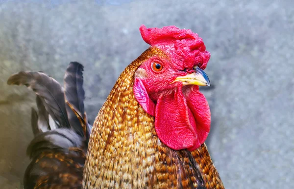 Ett Närbild Porträtt Vuxen Brokig Tupp Mot Suddig Bakgrund — Stockfoto