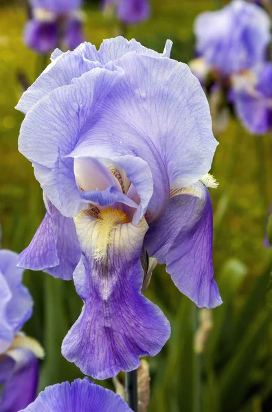 Yakın Arkaplanı Bulanık Mor Iris Halkası — Stok fotoğraf