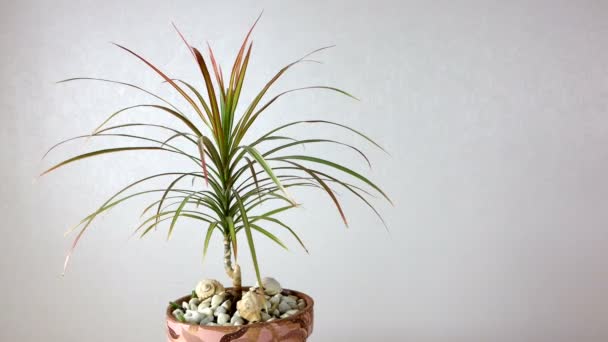 Houseplant Dracena Plant Flower Pot Rotates 360 Degrees Side View — Stock Video