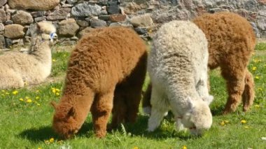 İlkbaharda, çayırın yakınındaki ahırdan ot yemek için dört genç alpaka çıkar.