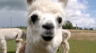Lens önünde poz veren Alpaca 'nın (Vicugna pacos) yakın plan portresi
