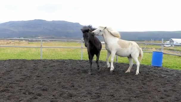 更高的博尔加弗乔杜尔 2019年8月31日冰岛慢动作马匹在雷克霍特附近的圈地玩耍 — 图库视频影像