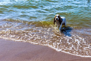 Basset Hound, denizden kıyıya geliyor.