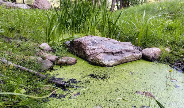 Zomer Bloeiende Wateralgen Een Stroom Tussen Rotsen Riet — Stockfoto