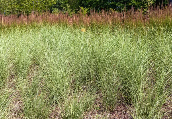 Ornamental Grass Bell Plants Park Summer Forest — Stock Photo, Image