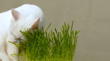 Odadaki beyaz kedi buğday filizi yemek için gelir.