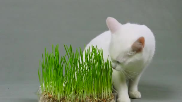 Biały Kot Pokoju Przychodzi Jeść Kiełki Pszenicy — Wideo stockowe