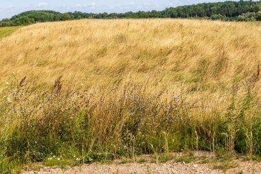 Yazın güneşli bir günde kurumuş, uzun, kesilmemiş çimenler.