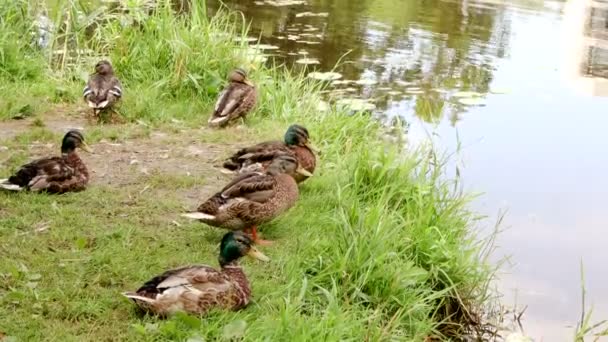 Verão Família Patos Cuida Sua Higiene Sombra Margem Rio — Vídeo de Stock