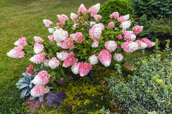 Ortanca Pembe Beyaz Çiçekli Çalılar Diğer Bahçe Bitkilerinin Arasında Yaz — Stok fotoğraf