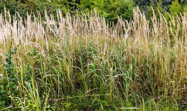 Vixen Grass Flowers Autumn Park Background — Stock Photo, Image