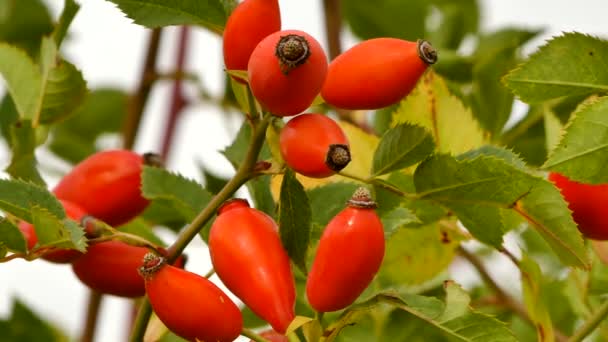 Red Ripe Thorn Berries Autumn Windy Day — Stock Video