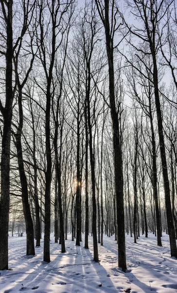 Die Bäume Park Überwintern Vor Der Sonne Mit Schatten Auf — Stockfoto