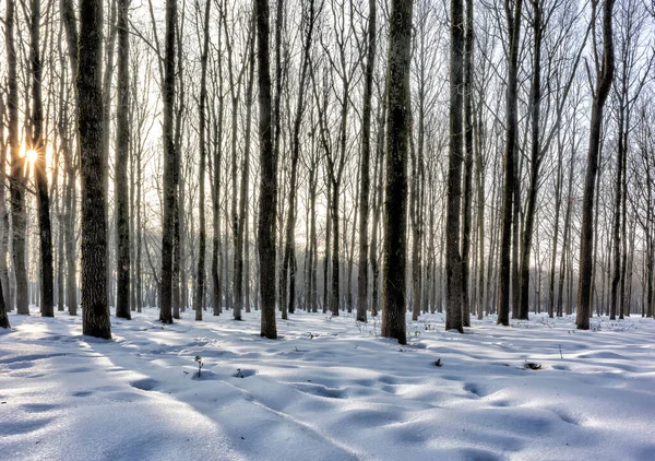 Vue Horizontale Des Arbres Parc Hiver Contre Soleil Les Ombres — Photo