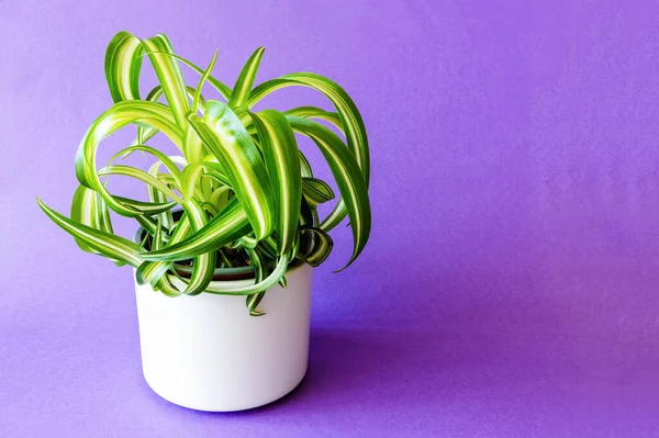 Ev bitkisi klorofilyum komosum bitkisi. Mor arkaplanda uzun yapraklar var.