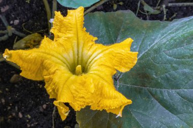 Çiçek açan sarı kabak çiçekleri yukarıdan bahçeye bakıyor.