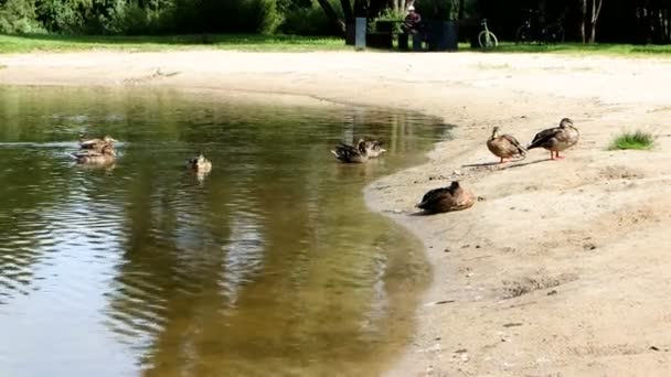 Sommer Ruht Die Entenfamilie Sandigen Flussufer — Stockvideo