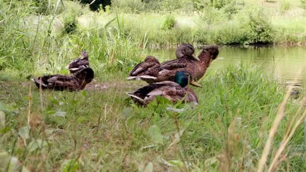 Sommer Ruht Die Entenfamilie Schatten Flussufer — Stockvideo