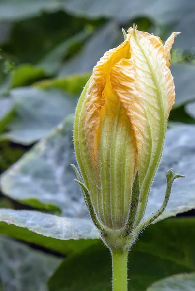 Blühende Zucchini Blumen Blühen Garten Seitenansicht — Stockfoto