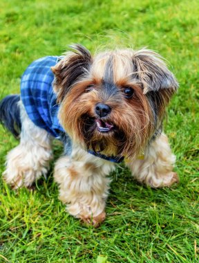 Sonbaharda yeşil çimlerin üzerinde ceket giymiş bir Yorkshire Terrier köpeği.