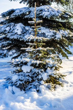 Kışın güneş ışığında, büyük bir ladin yakınında, karlı çam ağacı.