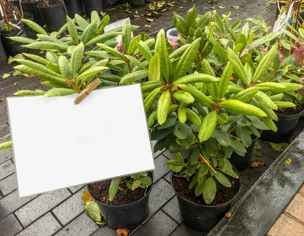 Sämlinge Von Rhododendronpflanzen Herbst Topf Mit Platz Für Text — Stockfoto